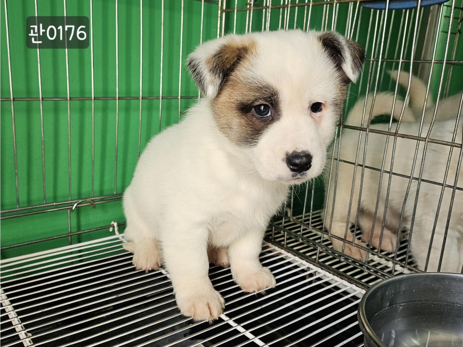 고양시동물보호센터_441394202400176